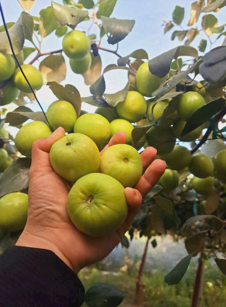 Táo Hồng Phan Rang